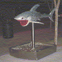 The Shark statue called ShredHeadShark